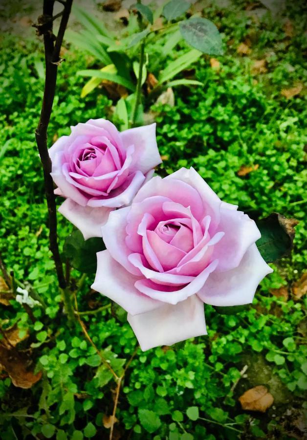 Ekas Rosengarten Gori Ngoại thất bức ảnh