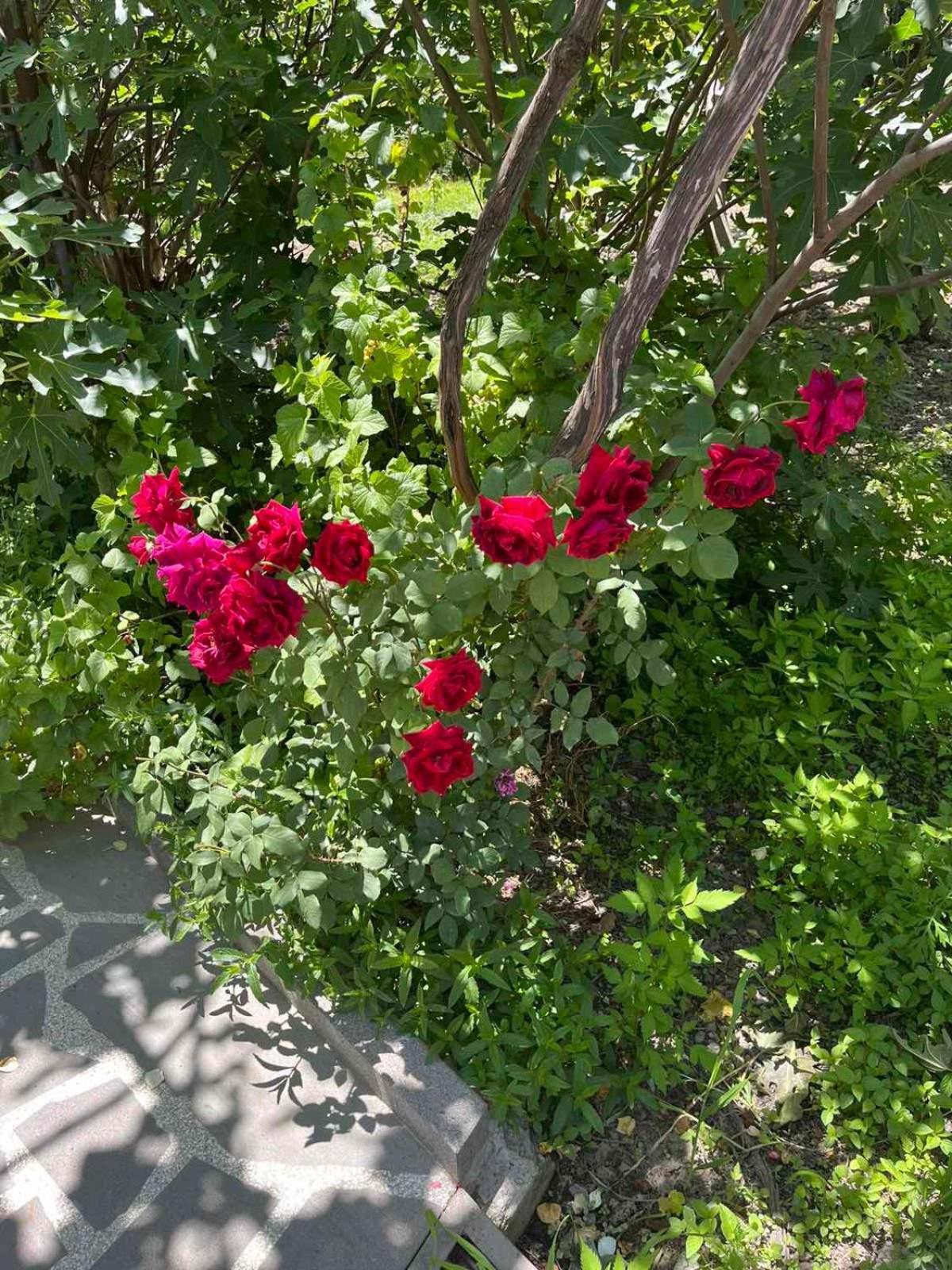 Ekas Rosengarten Gori Ngoại thất bức ảnh
